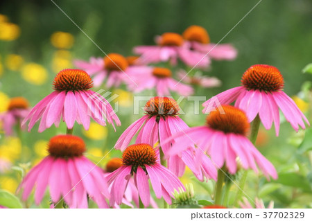 Flowers, summer flowers in the garden, echinacea, echinacea, gardening, pink flowers 37702329