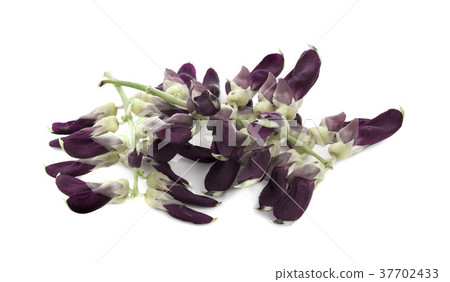 Mucuna pruriens isolated on white background 37702433