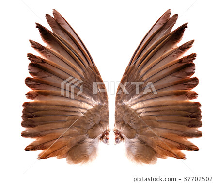 wings of birds on white background wings of birds on white background 37702502