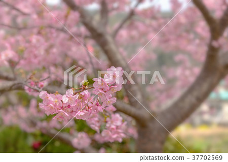Kawazu cherry tree (March south Izu cherry tree) 37702569