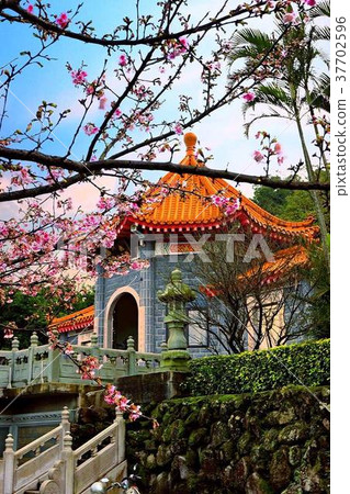 天元宮櫻花 37702596