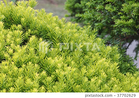 黃綠色是一片美麗的綠草 37702629