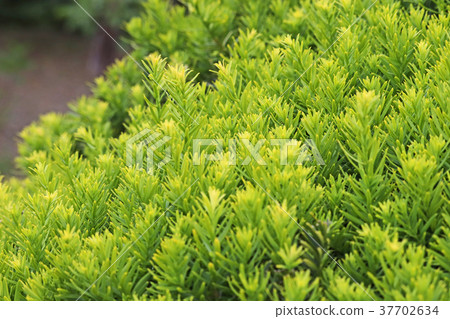 Yellow-green is a beautiful green grass 37702634