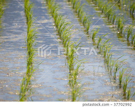 Paddy field 37702992