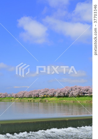First glance Senbonzakura Ogiwaramachi, Miyagi Prefecture First glance Senbonzakura Ogiwaramachi, Miyagi Prefecture 37703346