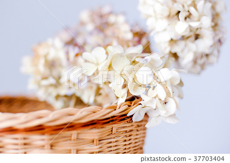 hydrangea hydrangea 37703404
