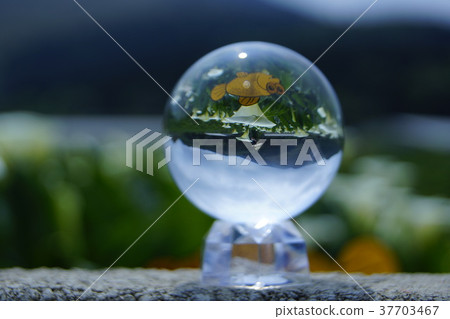 Sea otter Sea otter 37703467