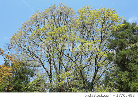 The shoot blows of Quercus serrata The shoot blows of Quercus serrata 37703498