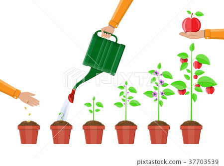 Growth of plant, from sprout to fruit. 37703539