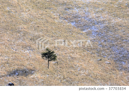 Alone Alone 37703834