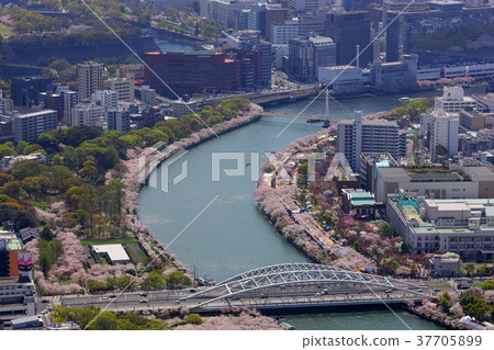 Sakuranomiya Sakura~空中〜 37705899