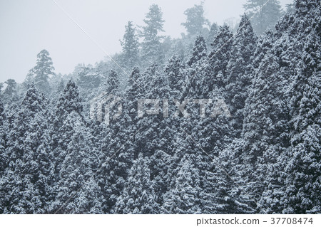 Snow and trees 37708474