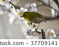 [Bird] White-eye and plum (15) 37709141