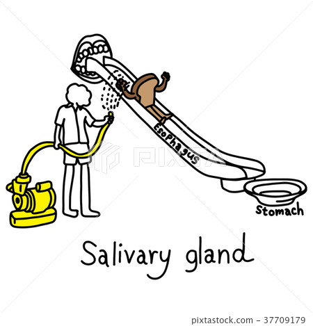 metaphor function of salivary glands 37709179