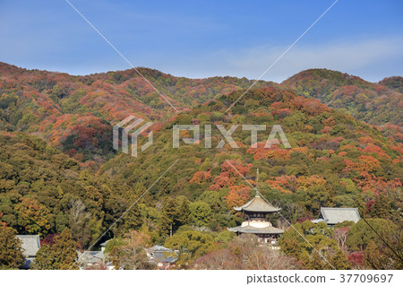 Negeiji Temple Late Autumn 37709697