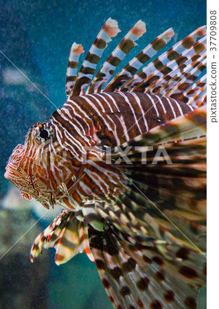 Suka Aquarium Minokasago(兵庫縣神戶市若宮町若宮町)-照片素材