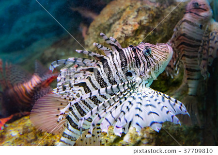 Suka Aquarium Minokasago（兵庫縣神戶市若宮町若宮町）-照片素材 