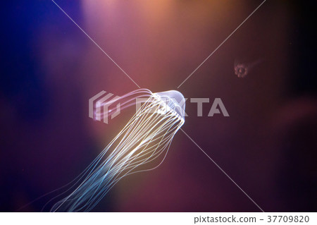 Jellyfish from Suma Aquarium (Wakamiya-cho, Suma-ku, Kobe City, Hyogo Prefecture) 37709820