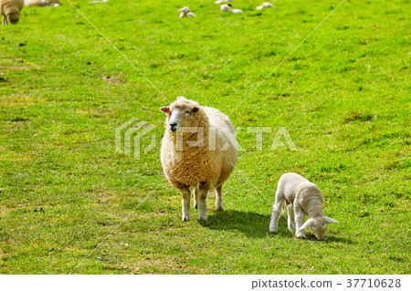 Sheep at Abbotsbury Swannery in Dorset Sheep at Abbotsbury Swannery in Dorset 37710628