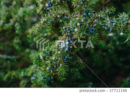 Ripe and unripe cone berries of Juniperus  37711198