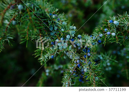 Ripe and unripe cone berries of Juniperus Ripe and unripe cone berries of Juniperus 37711199