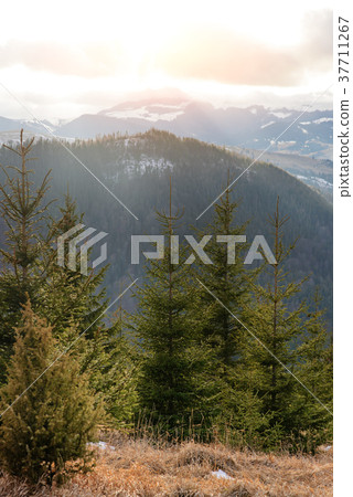 Scenic winter view on top of the Carpathian Scenic winter view on top of the Carpathian 37711267