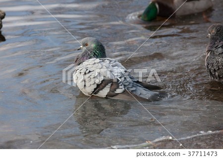 Pigeons birds bathing 37711473