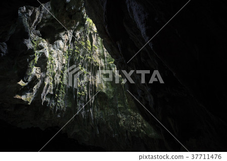 Cave opening to lush forest Cave opening to lush forest 37711476