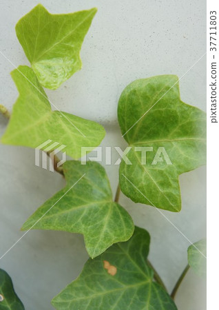 Ivy Ivy 37711803