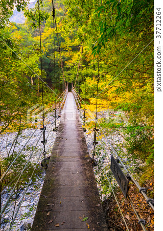 Osugi Valley (Odai-cho, Taki-gun, Mie Prefecture), one of the 100 Greatest Valleys in Japan and 100 unexplored areas *Photo location information is available in the comment section of the work 37712264