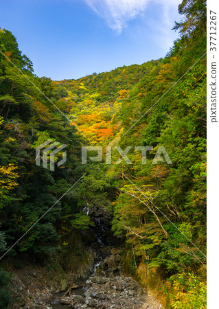 Osugi Valley (Odai-cho, Taki-gun, Mie Prefecture), one of the 100 Greatest Valleys in Japan and 100 unexplored areas *Photo location information is available in the comment section of the work 37712267
