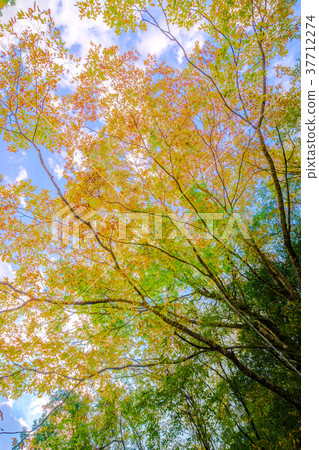 大杉谷（三重縣多木郡大代町），日本100個最偉大的山谷和100個未開發地區之一*照片位置信息可在作品的評論部分找到 37712274