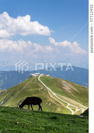 Sheep Schattberg-Ost mountain cable car, Austria 37712455