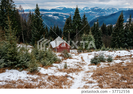 View on the carpathian pinewood house 37712556