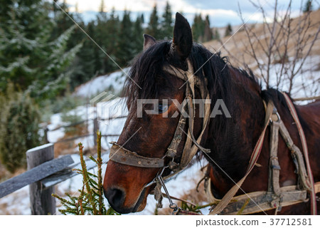 Closed up portrait of brown harnessed horse  37712581