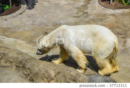 北極熊動物園 37713311