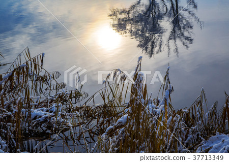 winter landscape with trees winter landscape with trees 37713349