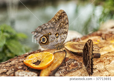 Common buckeye butterfly Common buckeye butterfly 37713691