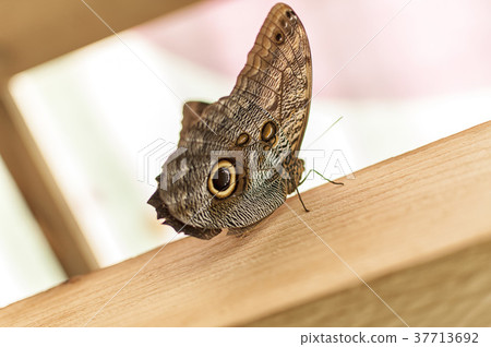 Common buckeye butterfly 37713692