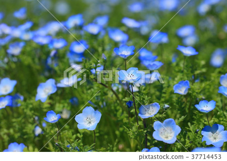 Nemophila 37714453