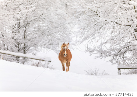 Alone red-haired foal in a snowy forest 37714455