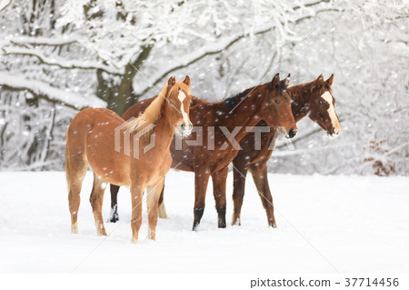 Cute foals on snowy meadow 37714456
