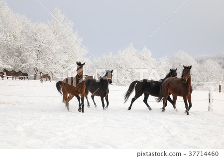 Horses are galloping on snow-covered meadow Horses are galloping on snow-covered meadow 37714460