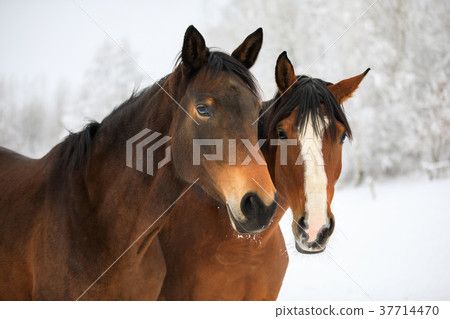 Two horses on the snowy meadow Two horses on the snowy meadow 37714470