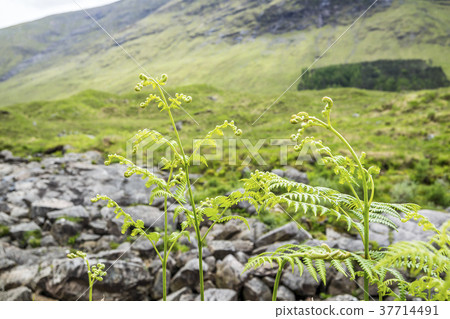 Curly fern in the scottish highlands Curly fern in the scottish highlands 37714491