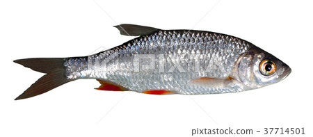 Rudd freshwater fish coop free Rudd freshwater fish coop free 37714501