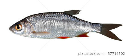 Rudd freshwater fish coop free 37714502