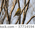 White-eye 37714594