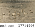 Swan 37714596