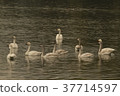 Swan 37714597